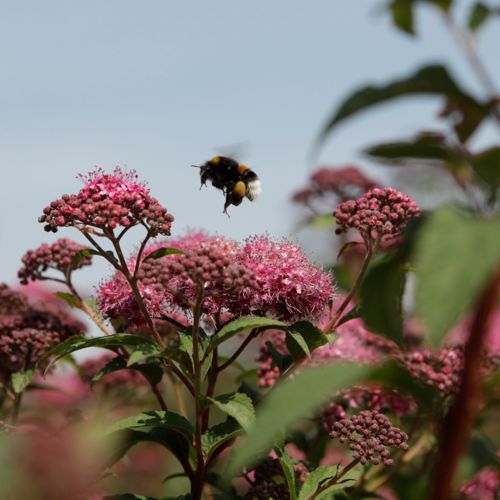 [SPJSUPER] Spiraea japonica First Editions® 'Superstar®'