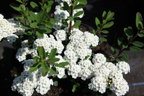 [SPNSNOWM] Spiraea nipponica 'Snowmound'