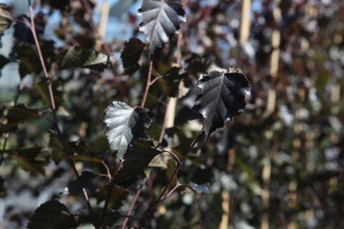 [BEPRFROS] Betula pendula 'Royal Frost®'