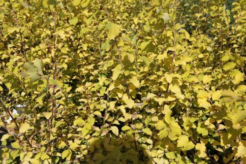 [SPVGFOUN] Spiraea vanhouttei 'Gold Fountain'