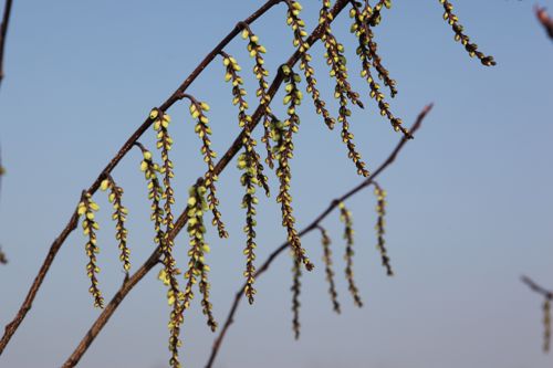 [STCCELIN] Stachyurus chinensis 'Celina'