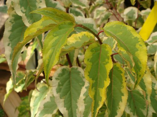 [STCJFORE] Stachyurus chinensis 'Joy Forever'