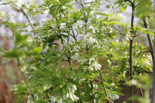[STCOLCHI] Staphylea colchica