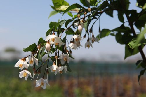 [STJAPONI] Styrax japonica