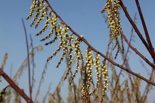 [STPRAECO] Stachyurus praecox