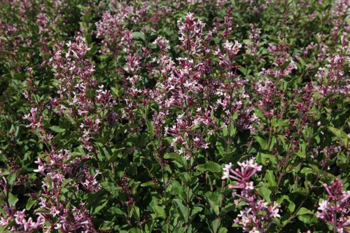 [SYBPPERF] Syringa Bloomerang® 'Pink Perfume' (PBR)