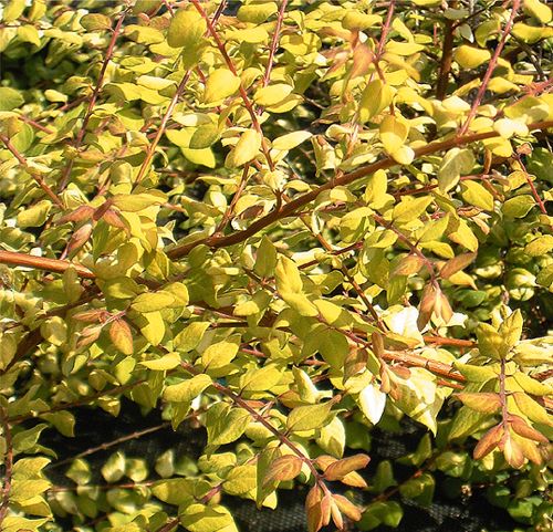 [SYCBSOLE] Symphoricarpos chenaultii 'Brain de Soleil'