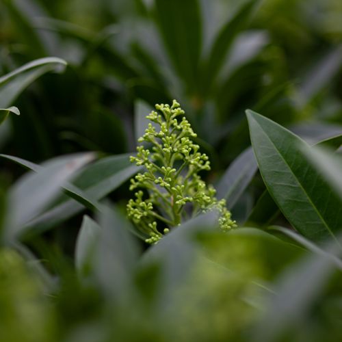 [SKCKGREE] Skimmia confusa 'Kew Green'
