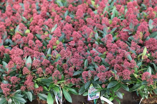 [SKJRUBEL] Skimmia japonica 'Rubella'