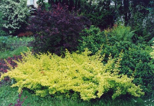 [BERTGCAR] Berberis thunbergii 'Golden Carpet®'