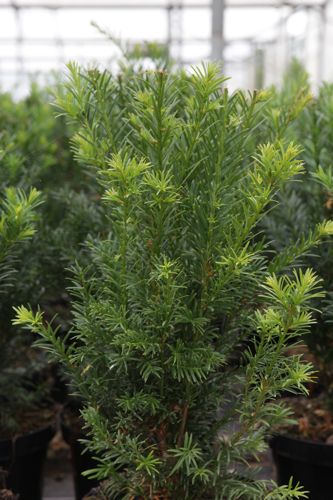 [TAMGROEN] Taxus media 'Groenland'