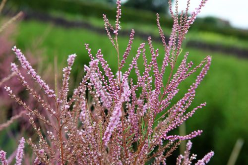 [TARRUBRA] Tamarix ramosissima 'Rubra'