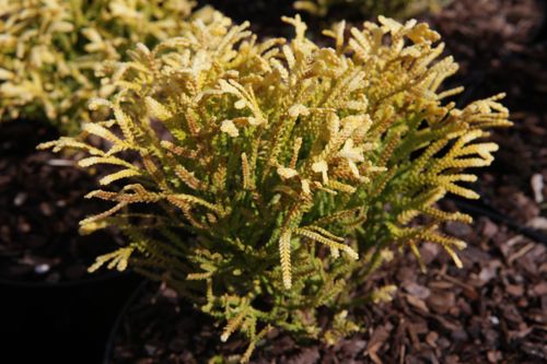 [THDSFLAI] Thujopsis dolobrata SOLAR FLARE®