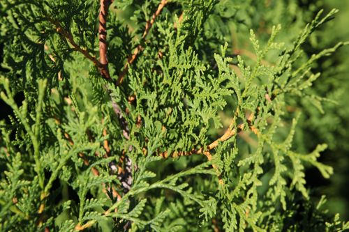 [THOBRABA] Thuja occidentalis 'Brabant'