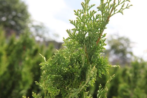 [THOBTOWE] Thuja occidentalis 'Brobecks Tower'