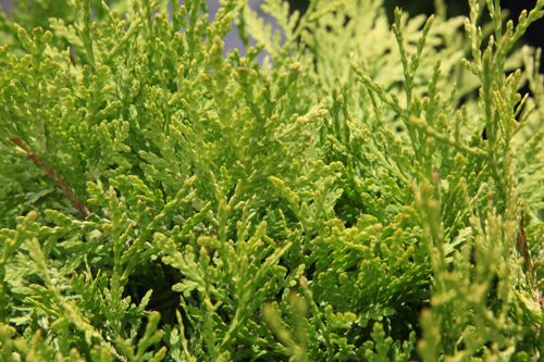 [THODAURE] Thuja occidentalis 'Danica Aurea'