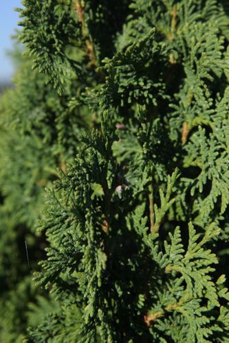 [THODSPIR] Thuja occidentalis 'Degroot's Spire'