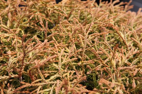 [THOGTUFF] Thuja occidentalis 'Golden Tuffet'