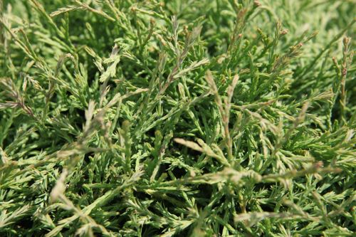 [THOMBBAL] Thuja occidentalis 'Mr Bowling Ball'