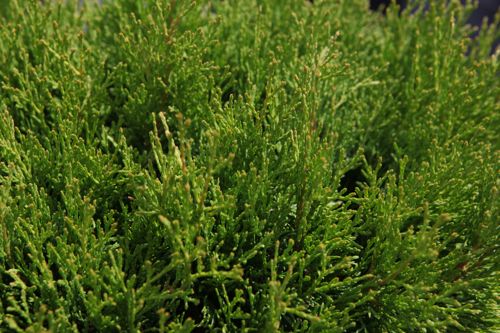 [THOMIKY] Thuja occidentalis 'Miky'