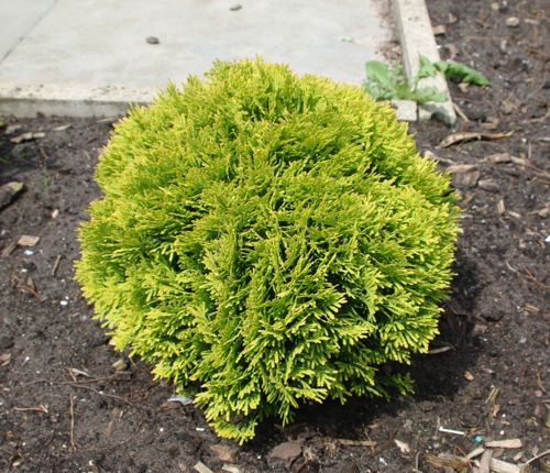 [THOMIRJA] Thuja occidentalis 'Mirjam' (PBR)