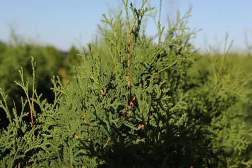 [THOPCOMP] Thuja occidentalis 'Pyramidalis Compacta'