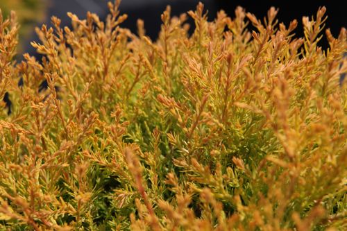 [THORHEIN] Thuja occidentalis 'Rheingold'