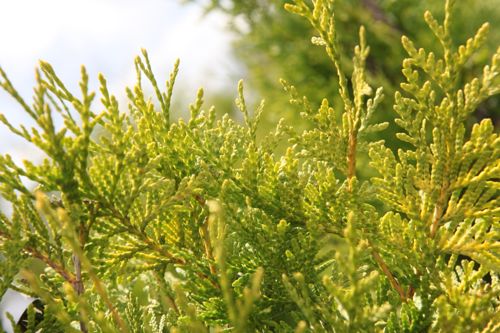 [THOSALLA] Thuja occidentalis 'Salland'