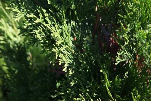 [THOSMARA] Thuja occidentalis 'Smaragd'