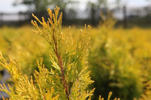 [THOSUNKI] Thuja occidentalis 'Sunkist'