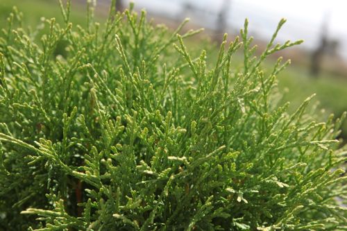 [THOTTIM] Thuja occidentalis 'Tiny Tim'