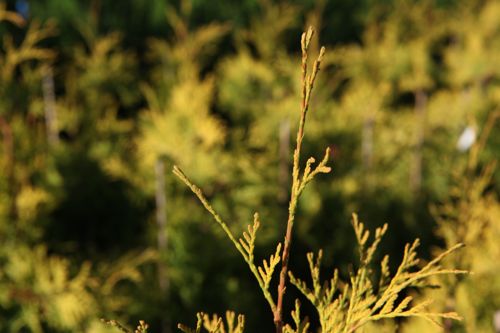 [THOYRIBB] Thuja occidentalis 'Yellow Ribbon'