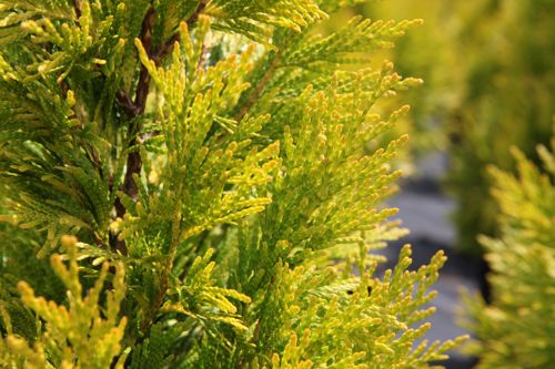 [THP4EGOL] Thuja plicata 4EVER GOLDY®