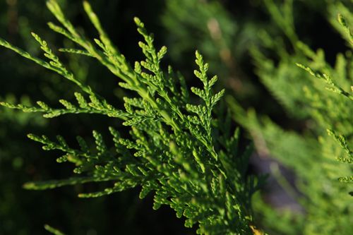 [THPATROV] Thuja plicata 'Atrovirens'