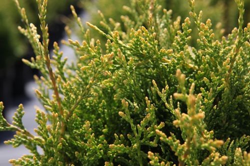 [THPLBOY] Thuja plicata 'Little Boy' (PBR)