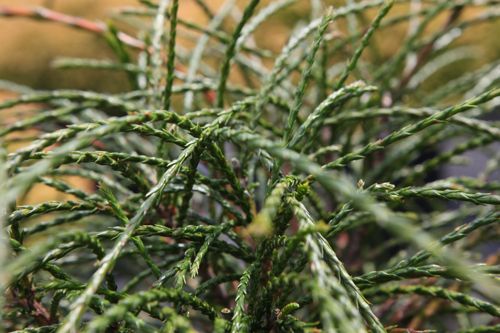 [THPWHIPC] Thuja plicata 'Whipcord'