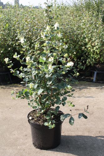 [SYDWHEDG] Symphoricarpos doorenbosii 'White Hedge'