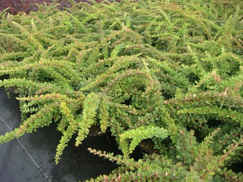 [BETGCARP] Berberis thunbergii 'Green Carpet'