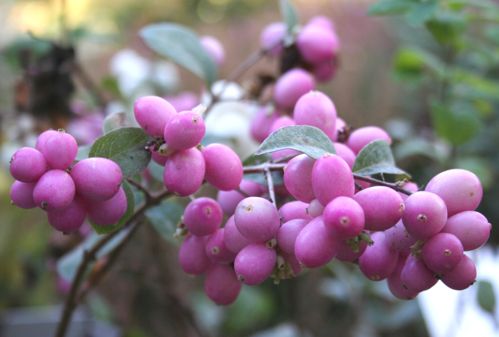 [SYMCANDY] Symphoricarpos Magical® CANDY (PBR)