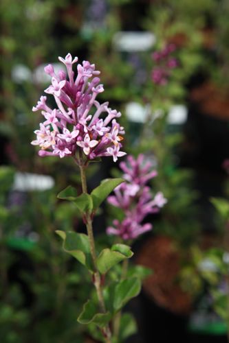 [SYMPALIB] Syringa meyeri 'Palibin'