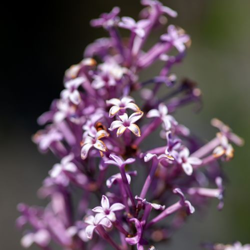 [SYRPIXIE] Syringa 'Red Pixie'