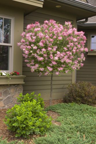 [SYTINKER] Syringa 'Tinkerbelle'