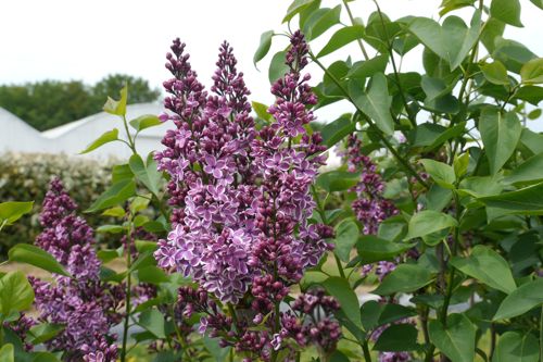 [SYVSENSA] Syringa vulgaris 'Sensation'