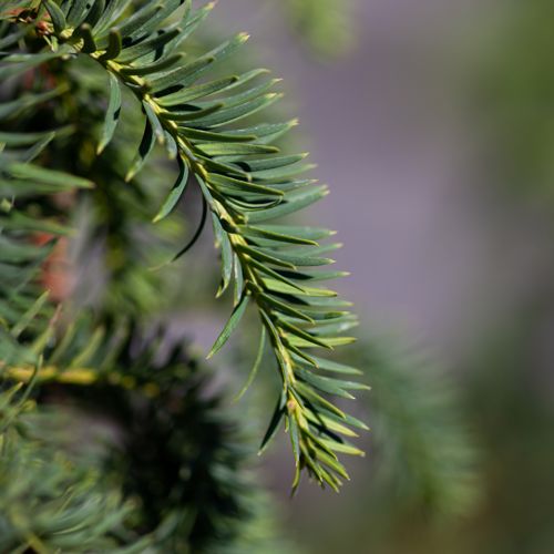 [TABDOVAS] Taxus baccata 'Dovastoniana'