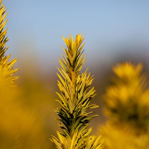 [TABFAURE] Taxus baccata 'Fastigiata Aurea'