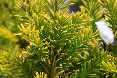 [TABSEMPE] Taxus baccata 'Semperaurea'