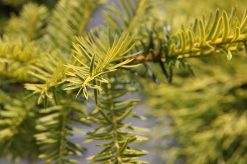 [TABSUMME] Taxus baccata 'Summergold'