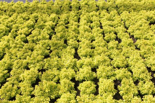 [BETTGOLD] Berberis thunbergii 'Tiny Gold' (PBR)