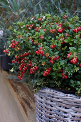 [VAVIMCHE] Vaccinium vitis-idaea MISS CHERRY (PBR)