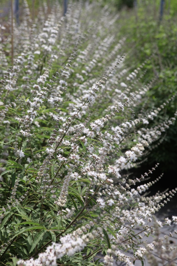 [VIACALBU] Vitex agnus-castus 'Albus'